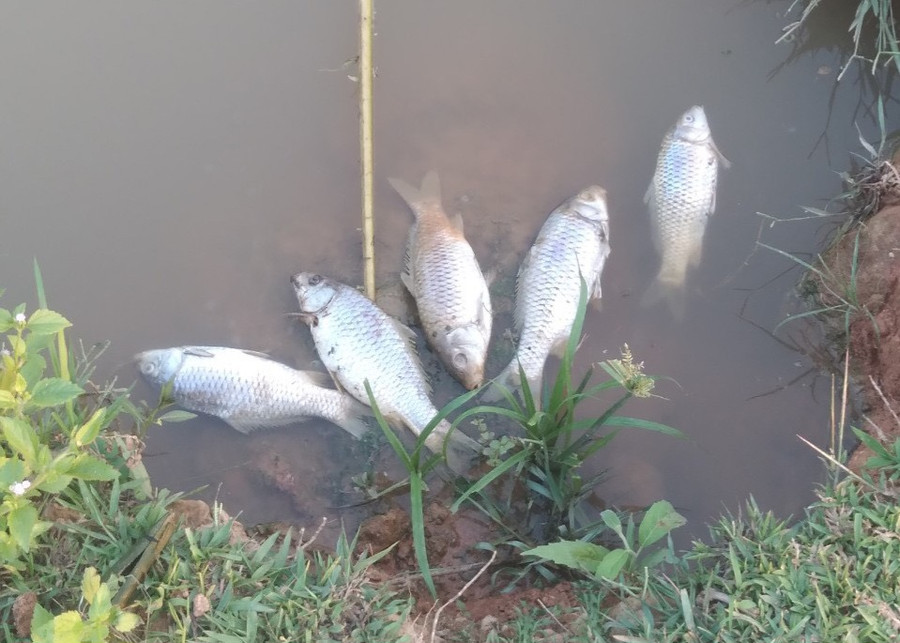 Cá của hộ gia đình anh Tao Văn Hung, bản Phiêng Chá bị chết mỗi khi nhà máy xả thải. Cá của hộ gia đình anh Tao Văn Hung, bản Phiêng Chá bị chết mỗi khi nhà máy xả thải.