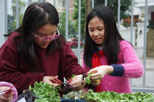 Học sinh cấp Tiểu học vốn sẵn tính hiếu động, nhưng từ khi nhà trường dạy cho các em biết trồng rau, trẻ đã rất biết vâng lời không nghịch phá những chậu rau mà còn biết chăm sóc, quý trọng những cây xanh khác trong vườn trường. Học sinh cấp Tiểu học vốn sẵn tính hiếu động, nhưng từ khi nhà trường dạy cho các em biết trồng rau, trẻ đã rất biết vâng lời không nghịch phá những chậu rau mà còn biết chăm sóc, quý trọng những cây xanh khác trong vườn trường.