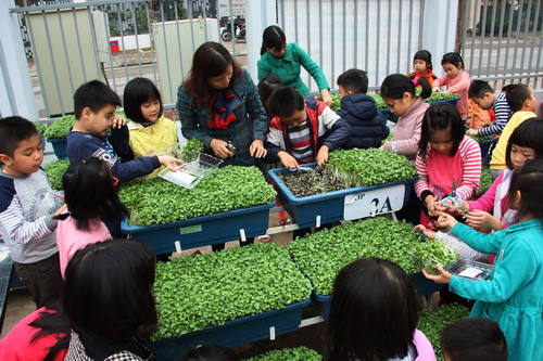 Các bé lớp 2 xúm xít quanh cô giáo thu hoạch rau cải mầm. Khi rau đến lúc thu hoạch là ngày hội của trường. Các bé lớp 2 xúm xít quanh cô giáo thu hoạch rau cải mầm. Khi rau đến lúc thu hoạch là ngày hội của trường.