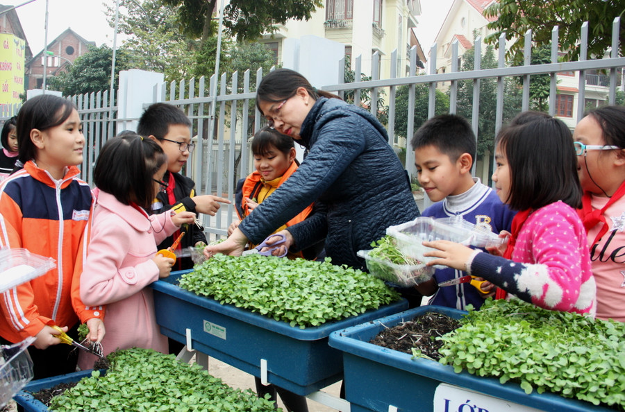 Mỗi em dưới sự hướng dẫn của các cô đều biết nhổ rau và cắt rễ, xếp gọn vào hộp Mỗi em dưới sự hướng dẫn của các cô đều biết nhổ rau và cắt rễ, xếp gọn vào hộp