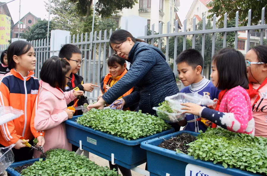 Mỗi em dưới sự hướng dẫn của các cô đều biết nhổ rau và cắt rễ, xếp gọn vào hộp