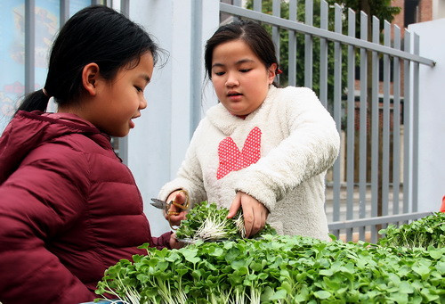 Trẻ tỏ ra rất khéo léo khi trồng, chăm sóc và thu hoạch rau, nhất là các bé gái Trẻ tỏ ra rất khéo léo khi trồng, chăm sóc và thu hoạch rau, nhất là các bé gái