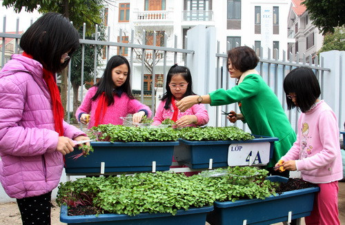 Cô Giang Thanh Thủy – Phó Hiệu trưởng - cho biết: Toàn trường với 42 lớp, mỗi lớp sẽ trồng 6 chậu rau và cứ 6 bạn được phân công chăm sóc một chậu Cô Giang Thanh Thủy – Phó Hiệu trưởng - cho biết: Toàn trường với 42 lớp, mỗi lớp sẽ trồng 6 chậu rau và cứ 6 bạn được phân công chăm sóc một chậu
