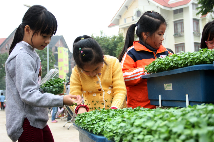 Các trụ rau được thiết kế khéo léo để đặt chậu rau sao cho bé thấp chăm chậu thấp, bé cao đứng chăm sóc chậu cao Các trụ rau được thiết kế khéo léo để đặt chậu rau sao cho bé thấp chăm chậu thấp, bé cao đứng chăm sóc chậu cao