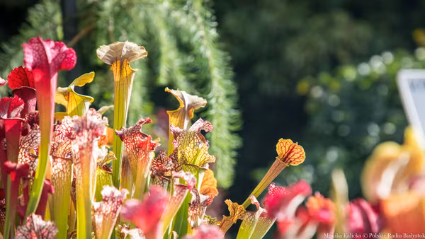 Thực vật bị căng thẳng phát ra nhiều siêu âm hơn thực vật ở nhóm đối chứng.