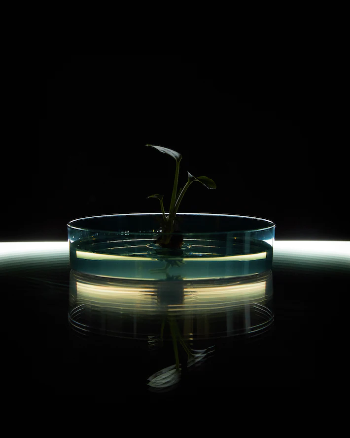 Một cây giống Neo P1 của Neoplants. Ảnh: Neoplants