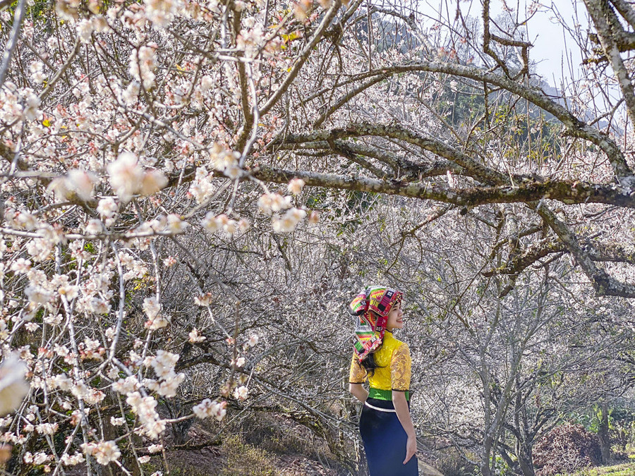 Rừng hoa mơ. Rừng hoa mơ.