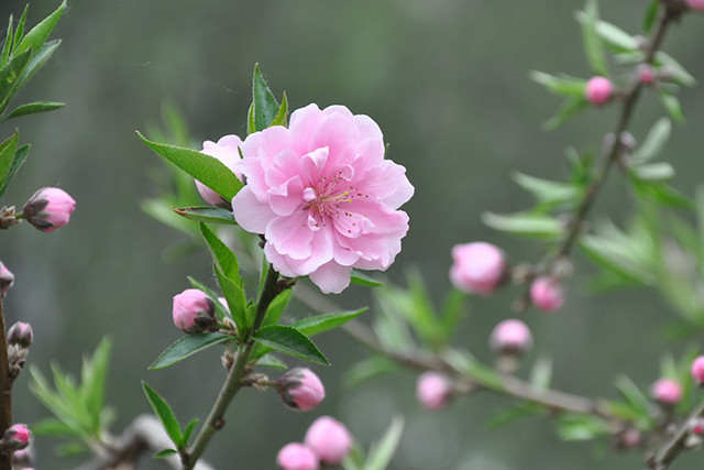 Hoa đào. Hoa đào.