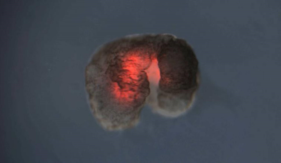 Một xenobot có chi sau lớn và chi trước nhỏ hơn, có nhiều lớp cơ tim màu đỏ. Ảnh: CNN