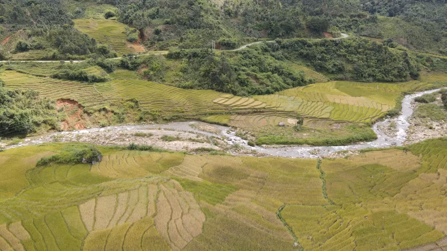 Những cánh đồng lúa chín vàng uốn quanh dòng suối tạo nên một vẻ hoang sơ.
