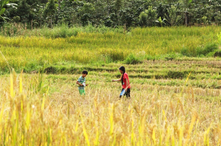 Những đứa trẻ đang nô đùa dưới đồng lúa vàng óng. Những đứa trẻ đang nô đùa dưới đồng lúa vàng óng.