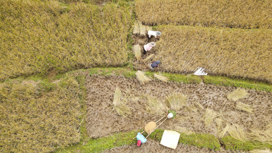 Người dân đang tất bật thu hoạch 'hạt ngọc trời'. Người dân đang tất bật thu hoạch 'hạt ngọc trời'.