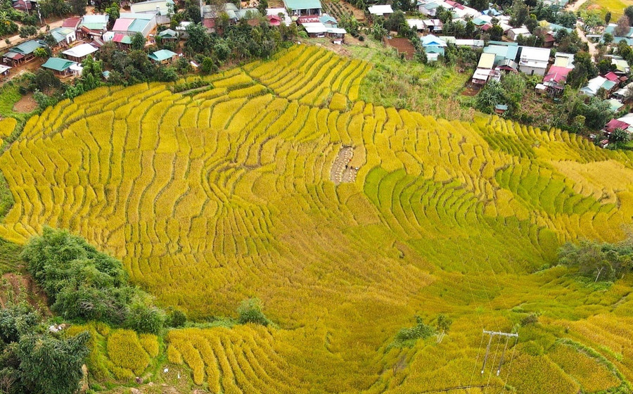 Những khoảng ruộng bậc thang đổi từ sắc xanh sang vàng như một bức tranh sống động.