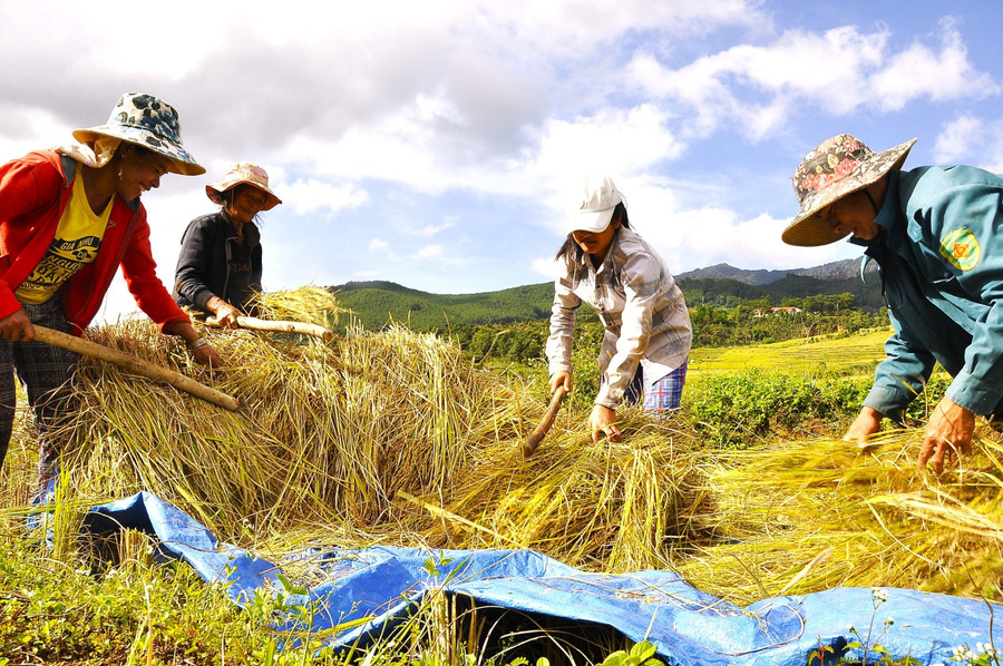 Mọi công đoạn từ gặt đến tuốt lúa đều theo cách thủ công và sử dụng sức người. Mọi công đoạn từ gặt đến tuốt lúa đều theo cách thủ công và sử dụng sức người.