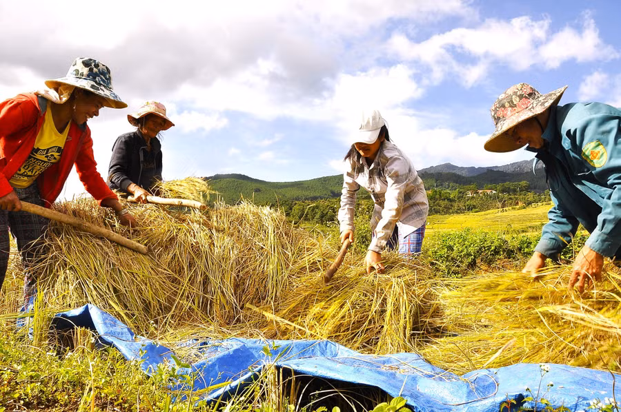 Mọi công đoạn từ gặt đến tuốt lúa đều theo cách thủ công và sử dụng sức người.