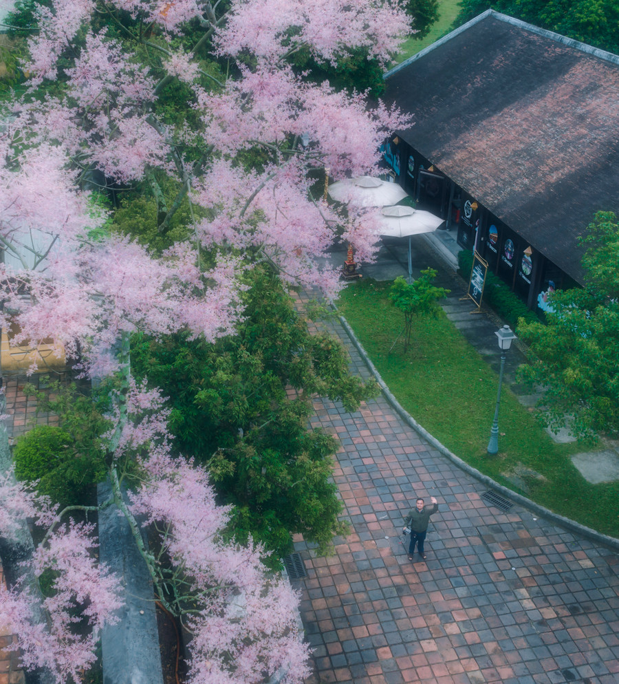 Tương truyền, đây là nơi chim Phượng hoàng cư trú, vì vậy cây ngô đồng chỉ được trồng ở những nơi quyền quý, thiêng liêng. Tương truyền, đây là nơi chim Phượng hoàng cư trú, vì vậy cây ngô đồng chỉ được trồng ở những nơi quyền quý, thiêng liêng.