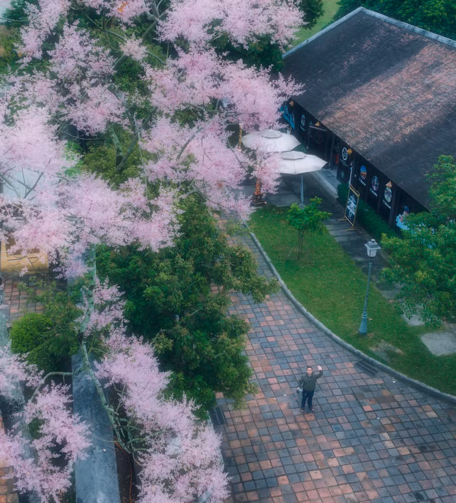 Tương truyền, đây là nơi chim Phượng hoàng cư trú, vì vậy cây ngô đồng chỉ được trồng ở những nơi quyền quý, thiêng liêng.