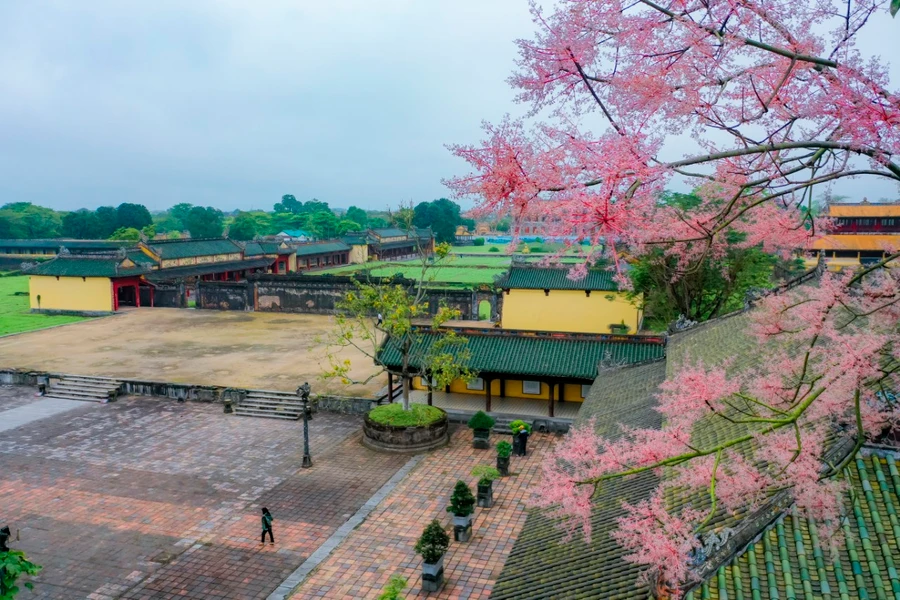 Cây hoa ngô đồng nở rộ, khoe sắc tại Đại nội Kinh thành Huế.