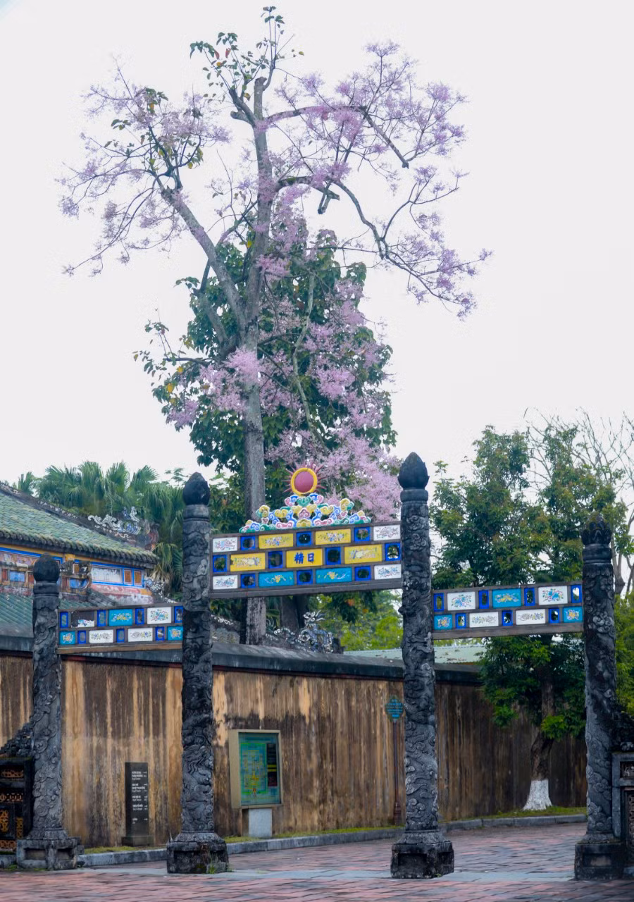 Khi nở, ngô đồng rụng lá rồi phô kết những chùm hoa nho nhỏ, dày đặc trên cành, hoa có màu tím nhạt.