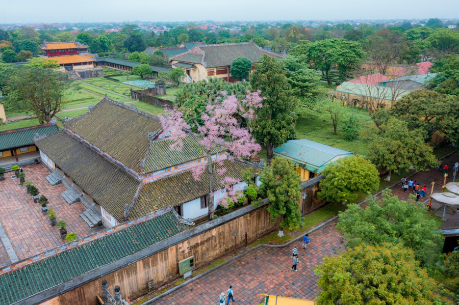 Hiện nay còn nhiều cây ngô đồng sau điện Thái Hòa, phía khu vực nhà Tả và Hữu Vu của Đại nội Huế. Hiện nay còn nhiều cây ngô đồng sau điện Thái Hòa, phía khu vực nhà Tả và Hữu Vu của Đại nội Huế.