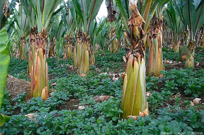 Chuối giả, thu hoạch cây thay vì quả.