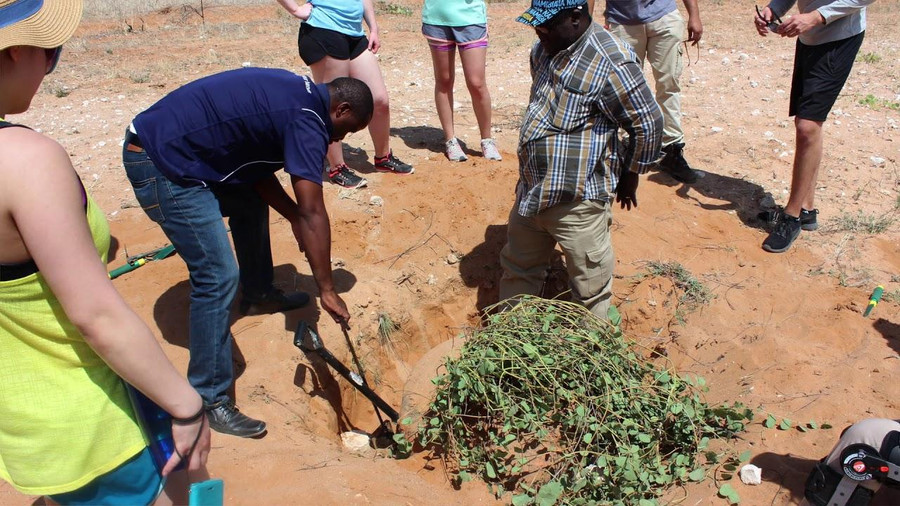 Củ đậu Marama nặng tới hàng tạ.