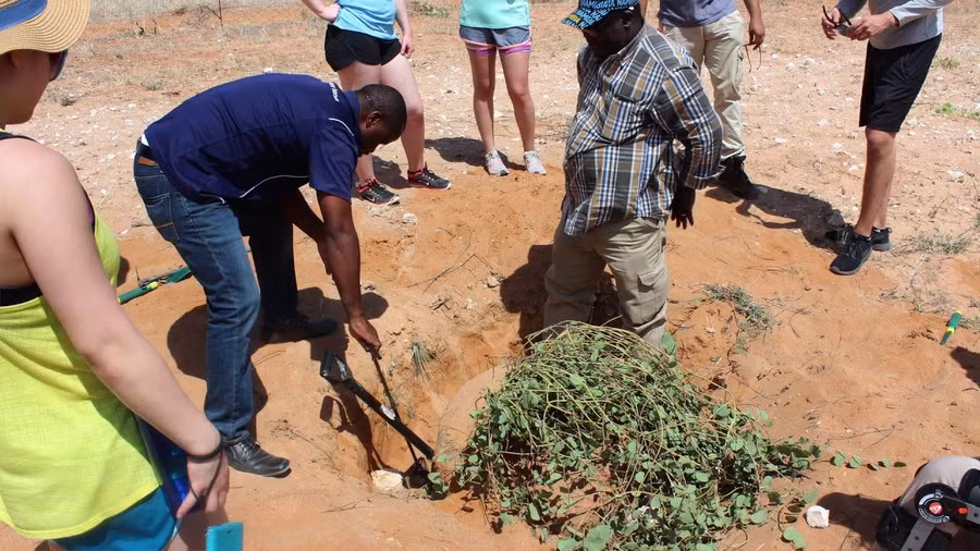 Củ đậu Marama nặng tới hàng tạ.