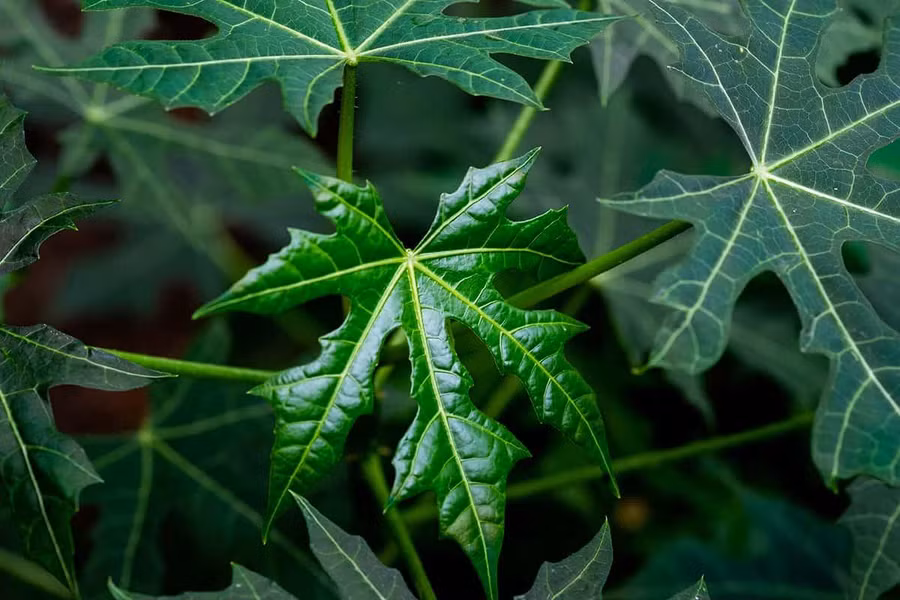 Rau Chaya sạch độc sau khi được luộc sôi 20 phút.