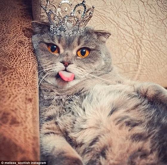 Ngộ nghĩnh với những chú mèo lè lưỡi tạo dáng