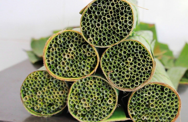Ống hút được sản xuất từ cỏ bàng Ống hút được sản xuất từ cỏ bàng