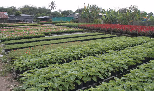  Làng hoa Sa Đéc (Đồng Tháp) sẵn sàng cung ứng hàng triệu giỏ hoa trưng Tết. 