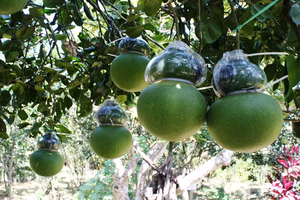 Bưởi tạo hình hồ lô có in chữ thư pháp được người dân tỉnh Hậu Giang ép vào khuôn.