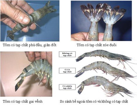 Cách đơn giản phát hiện tôm bơm tạp chất, chọn tôm tươi các bà nội trợ nên biết - Ảnh 4 Cách đơn giản phát hiện tôm bơm tạp chất, chọn tôm tươi các bà nội trợ nên biết - Ảnh 4