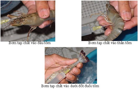 Cách đơn giản phân biệt tôm bơm tạp chất và tôm tươi