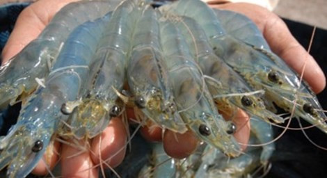 Cách đơn giản phát hiện tôm bơm tạp chất, chọn tôm tươi các bà nội trợ nên biết - Ảnh 3 Cách đơn giản phát hiện tôm bơm tạp chất, chọn tôm tươi các bà nội trợ nên biết - Ảnh 3