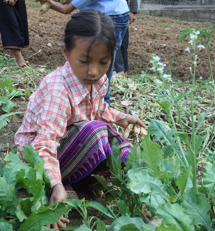 Em Giàng Thị Gống là người dân tộc Mông ở bản Suối Dầm đang học lớp 4 cho biết em rất thích đến trường vì có nhiều bạn chơi, các cô giáo ở trường rất yêu trẻ