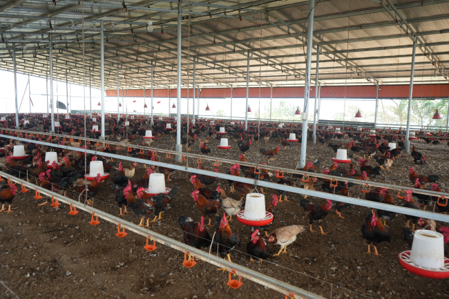 Mô hình sản chăn nuôi và sản xuất gà đồi gắn với chế biến và tiêu thụ đạt hiệu quả cao tại huyện Trấn Yên. Mô hình sản chăn nuôi và sản xuất gà đồi gắn với chế biến và tiêu thụ đạt hiệu quả cao tại huyện Trấn Yên.