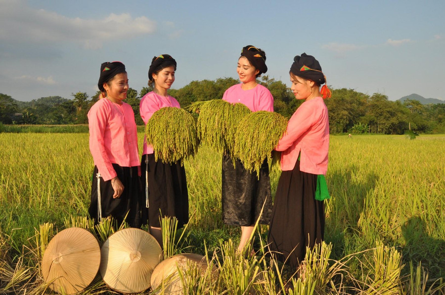 Các cô gái người Tày ở xã Khánh Thiện gặt lúa về làm cốm. Các cô gái người Tày ở xã Khánh Thiện gặt lúa về làm cốm.