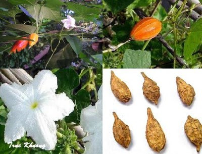 Thực hư bài thuốc cứu người tai biến nằm liệt trở nên khỏe mạnh ảnh 1 Ảnh minh họa: Internet