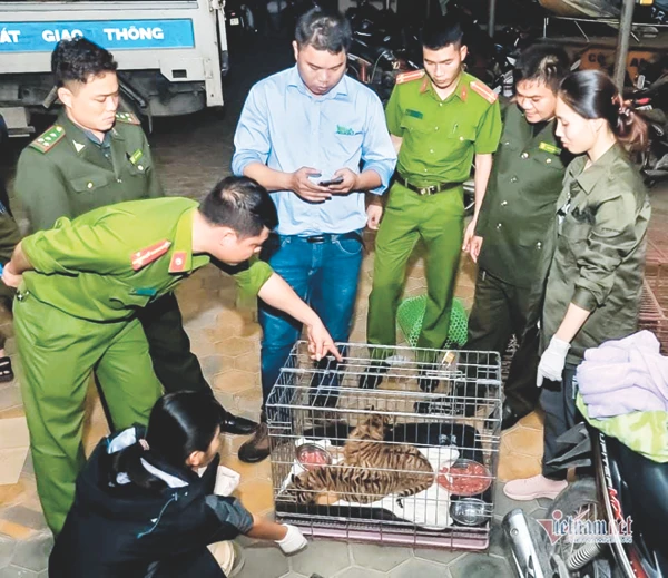 Quần thể hổ hoang dã của Việt Nam cũng bị đe dọa bởi việc mất môi trường sống mà nguyên nhân chính là do nạn chặt phá rừng cũng như sự suy giảm nghiêm trọng của nguồn thức ăn cho hổ như bò rừng, hươu nai.