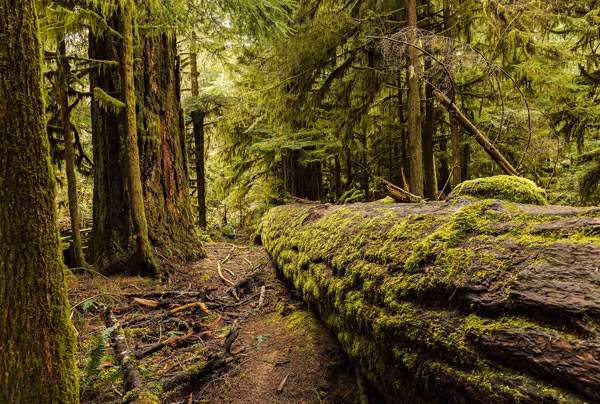 Khu rừng ở British Columbia, nơi từng tồn tại ngôi làng của người Nhật