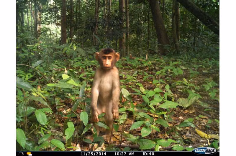 Khỉ và lợn rừng đang xâm chiếm các khu rừng bị xáo trộn ở Đông Nam Á.