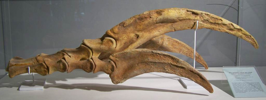 Móng vuốt của khủng long Therizinosaurus. Móng vuốt của khủng long Therizinosaurus.