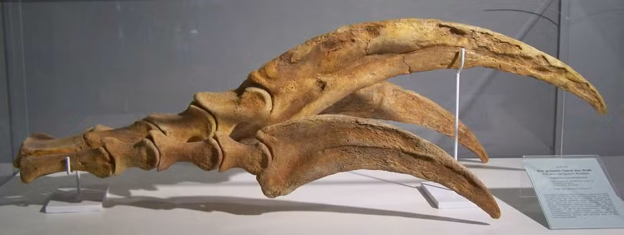 Móng vuốt của khủng long Therizinosaurus.