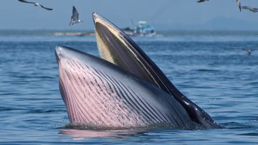 Người đàn ông sống sót sau khi bị cá voi tấn công