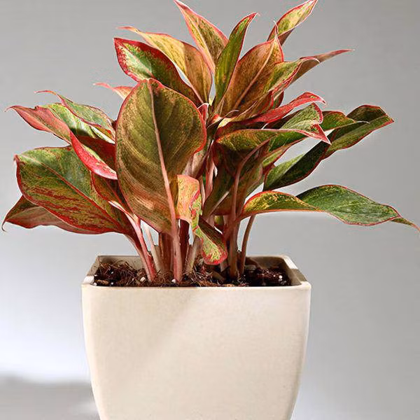 cay phu quy hop menh gi? nguoi nao nen trong cay phu quy trong nha? - 1