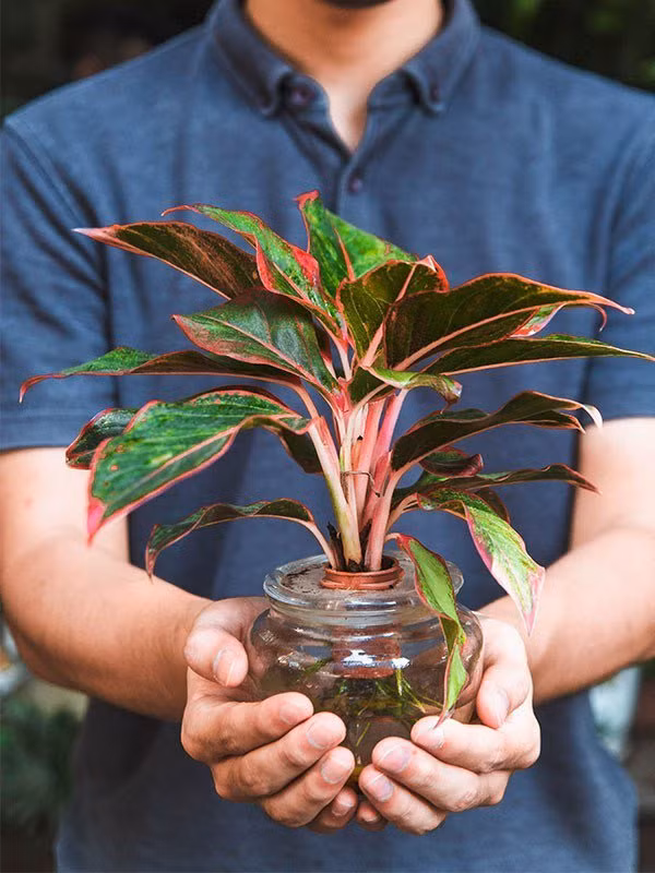 cay phu quy hop menh gi? nguoi nao nen trong cay phu quy trong nha? - 2