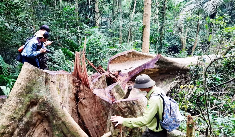Cây rừng bị đốn hạ trong Khu Bảo tồn thiên nhiên Bắc Hướng Hóa.