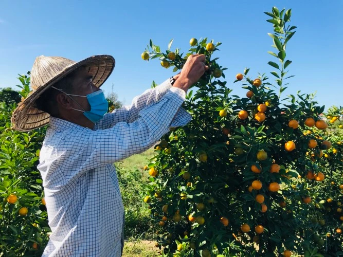 Nông dân đang chăm sóc cho những chậu quất cảnh.