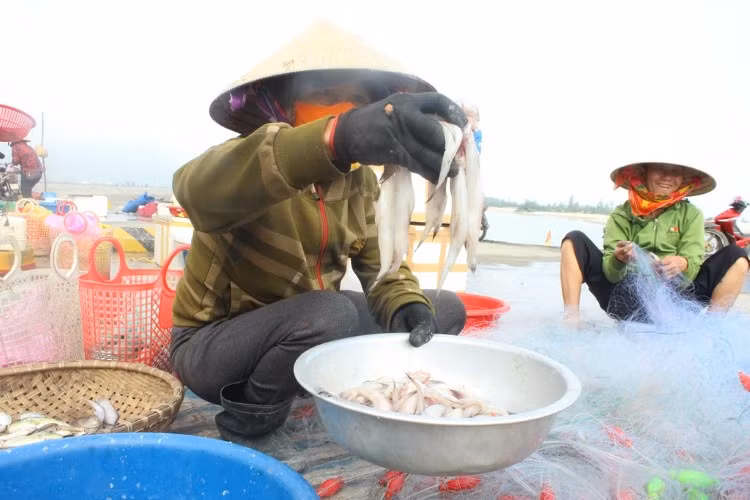 Cá cháo - nguồn lộc biển mang lại kinh tế cho ngư dân vùng bãi ngang thời điểm này.